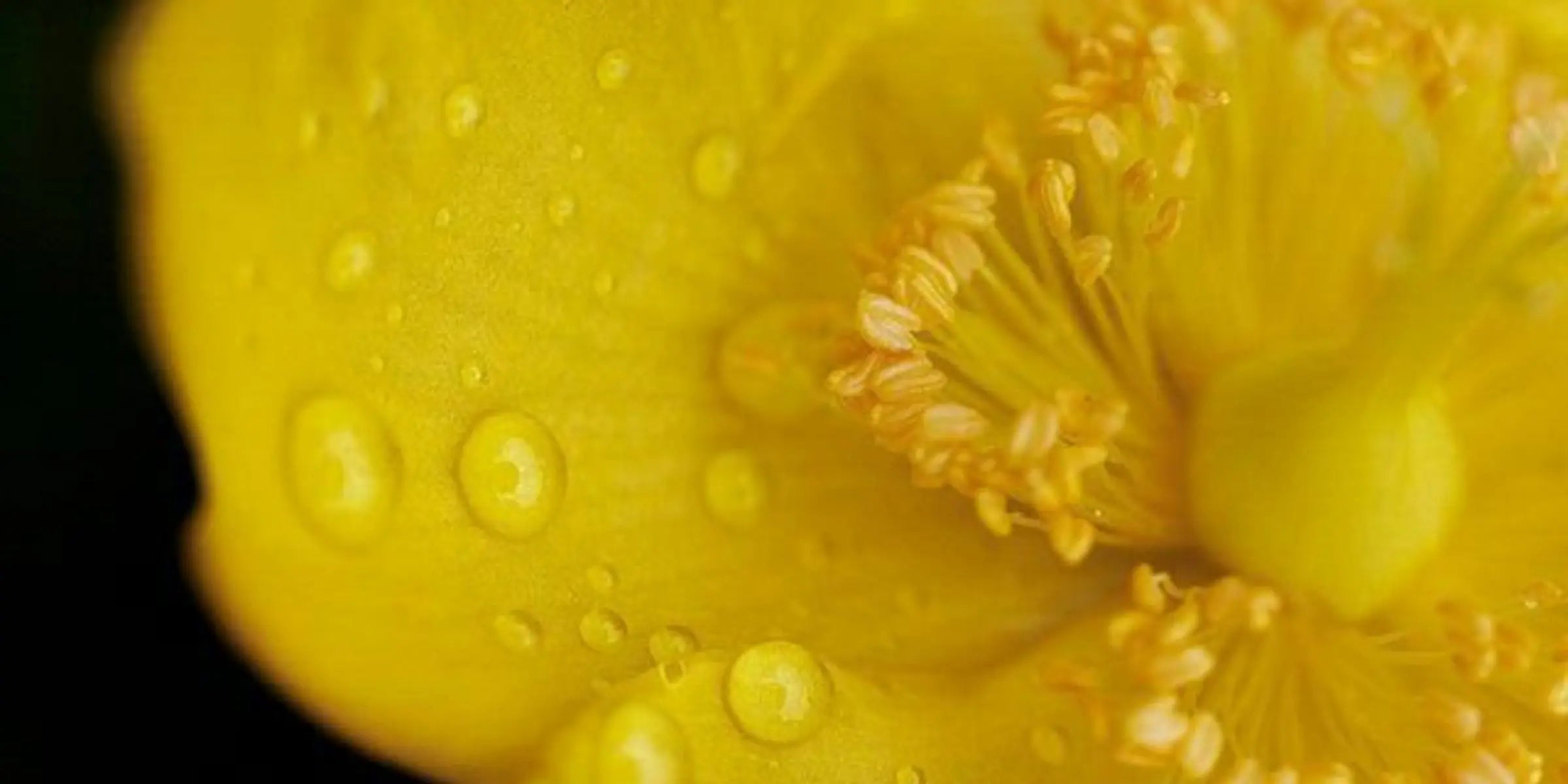 fleur de damiana jaune