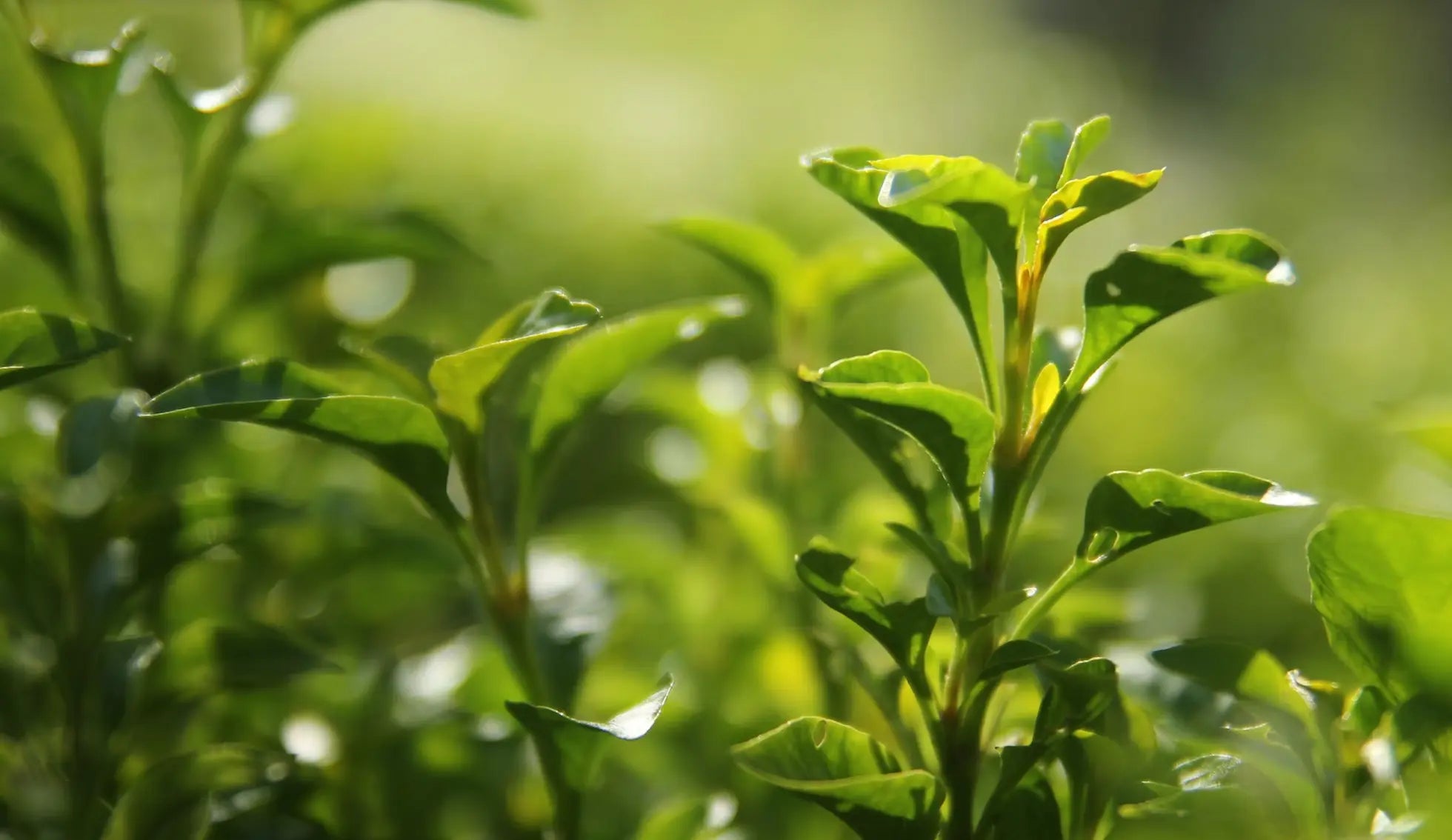 Quel est le meilleur thé vert